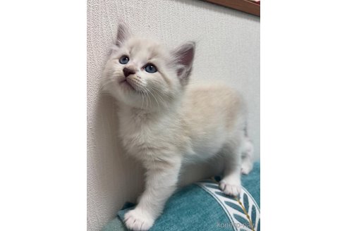 販売中の京都府のサイベリアン-115939の3枚目